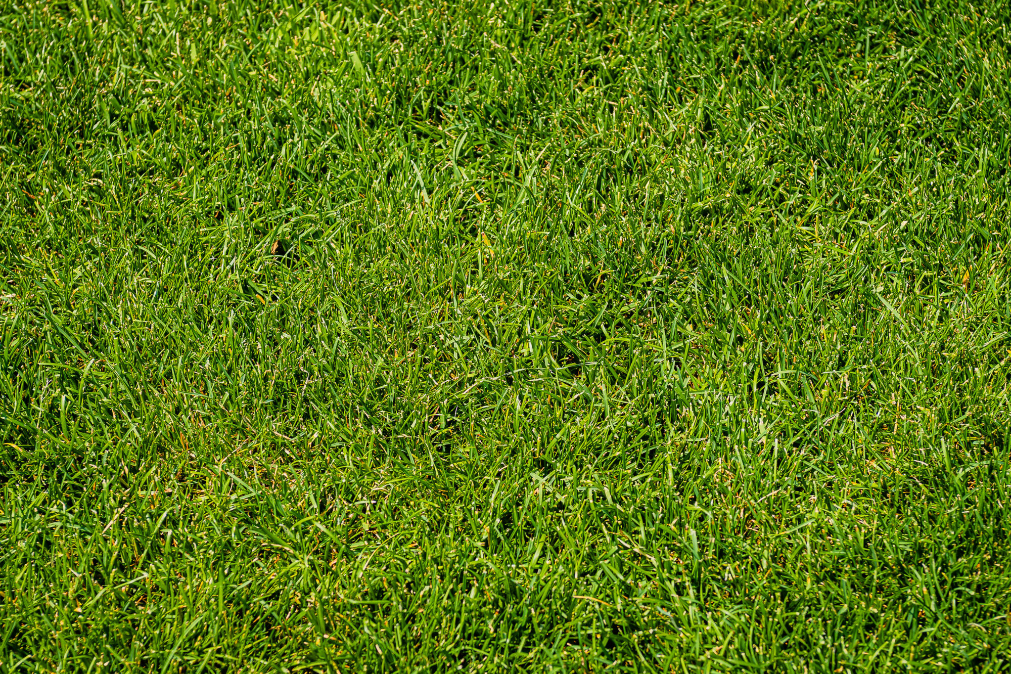 BOHRER PAYSAGES12 | Sprint Gazon Comment choisir le bon type de gazon de placage en fonction de votre climat ? Erstein
